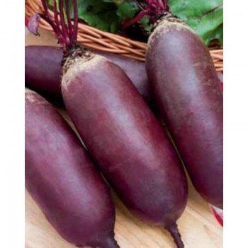 Реваль насіння буряка столового (GL Seeds)