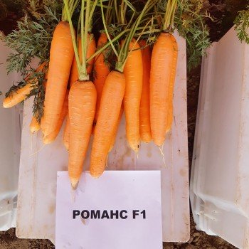 Романс F1 (1,6-1,8) насіння моркви Нантес середньої 110-120 дн. 18-21 см (Nunhems)