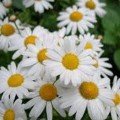 Ромашка великоквіткова біла насіння (Moravoseed)