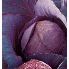 Рубин семян капусты красноголовой (GL Seeds)