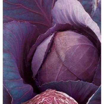 Рубін насіння капусти червоноголової (GL Seeds)