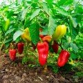 Рубиновые семена перца сладкого (Semo)