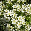 Хайлендер білий (white) насіння ломикаменю (Syngenta)