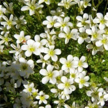 Хайлендер білий (white) насіння ломикаменю (Syngenta)