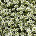 Хайлендер білий (white) насіння ломикаменю (Syngenta)