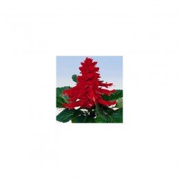 Аморе червона (red) насіння сальвії (Hem Genetics)