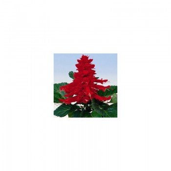 Аморе красное (red) семена сальвии (Hem Genetics)