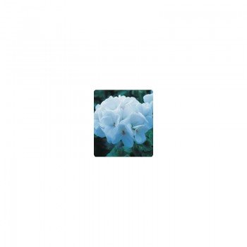 Салют Pure White семена пеларгонии зональной (Kitano Seeds)