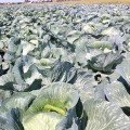 Сармелло F1 семена капусты б/н средней (Syngenta)