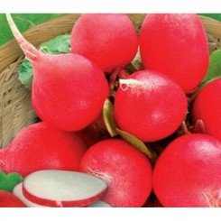 Селена семян редиса (GL Seeds)