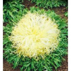 Сен-Лоран семена салатного цикория (GL Seeds)