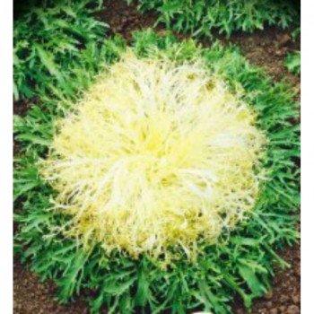 Сен-Лоран насіння салатного цикорію (GL Seeds)