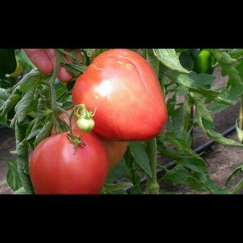 Сердце Америки семена помидора индетерминантного (GL Seeds)