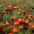 Шийк насіння помідора детермінантного (Semo)