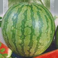 Широнинское семя арбуза раннего (Seedera)