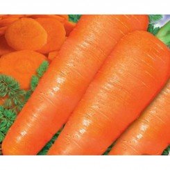 Сластена F1 семян моркови (GL Seeds)