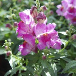 Снеппи F1 лиловый (purple) семена антиринума карликового (Hem Genetics)