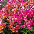 Снеппі F1 суміш біколор (bicolor mix) насіння антірінума карликового (Hem Genetics)