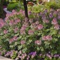 Спарклер лавандова насіння клеоми 100-150 см (Syngenta)