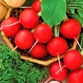 Суперстар насіння редису (Satimex)