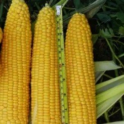 Світ Лаки F1 насіння кукурудзи суперсолодкої Sh2 (Spark Seeds)