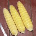 Світ Парадайз F1 насіння кукурудзи суперсолодкої Sh2 (Lark Seeds)