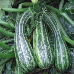 Тапір насіння цукіні (Moravoseed)