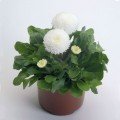 Тассо белая (white) семена маргаритки (стокротки) (Benary)