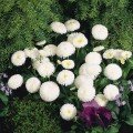 Тассо белая (white) семена маргаритки (стокротки) (Benary)