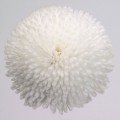 Тассо біла (white) насіння маргаритки (стокротки) (Benary)