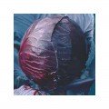 Топарне насіння капусти червоноголової (Satimex)