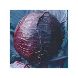 Топарные семена капусты красноголовой (Satimex)