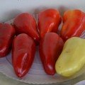 Цинтія F1 насіння перцю солодкого (Moravoseed)