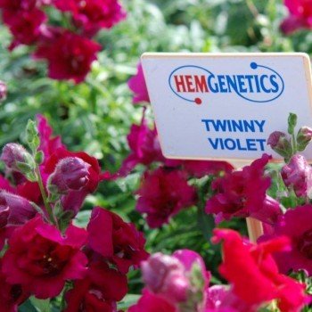 Твінні F1 фіолетовий (violet) насіння антірінума (Hem Genetics)