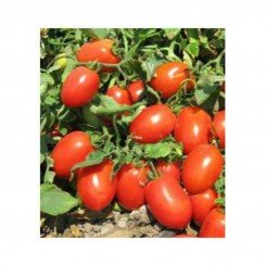 Ранок насіння помідора детермінантного (GL Seeds)