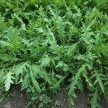 Вайлд Рокет насіння руколи дикої (Semo)