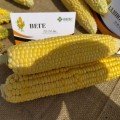 Веге F1 насіння кукурудзи суперсолодкої Sh2 (ВНІС)
