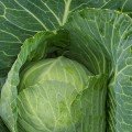 Вестрі F1 насіння капусти білокачанної (Seminis)