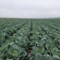 Вестрі F1 насіння капусти білокачанної (Seminis)