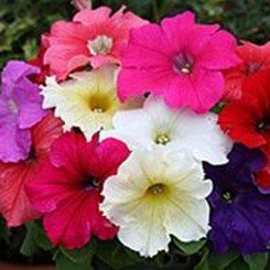 Виртуоз Формула Миксд семена петунии крупноцветковой (Kitano Seeds)