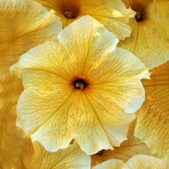 Віртуоз Саншайн (Sunshine) насіння петунії великоквіткової (Kitano Seeds)