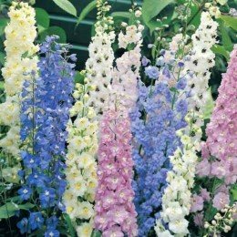Чарівний фонтан насіння дельфініума (GL Seeds)