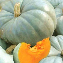 Зимове солодке насіння гарбуза (GL Seeds)