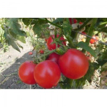 Зинуля семян помидора детерминантного (GL Seeds)