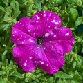 Зоряне небо (Дот Стар F1) темно-фіолетова насіння петунії мультифлора 30-35см (Cerny)