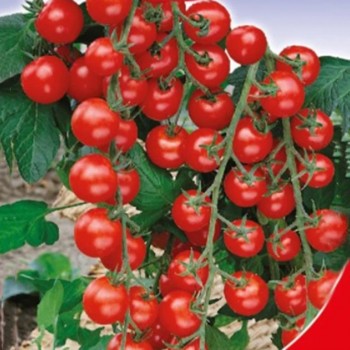 Ягода из Пекина семян томата детерминантного черри суперраннего чёрного (GL Seeds)