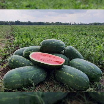 Юмми F1 семена арбуза раннего (Lark Seeds)