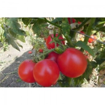 Зинуля семян помидора детерминантного (GL Seeds)