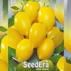 Золота канарейка насіння помідора індетермінантного (Seedera)