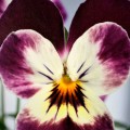 Лаета Перпл семена виолы (Floragran)